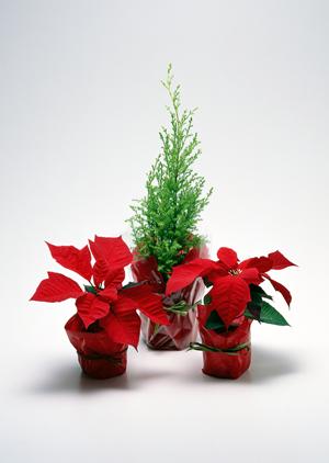 高品質なマットレスで腰痛を緩和する